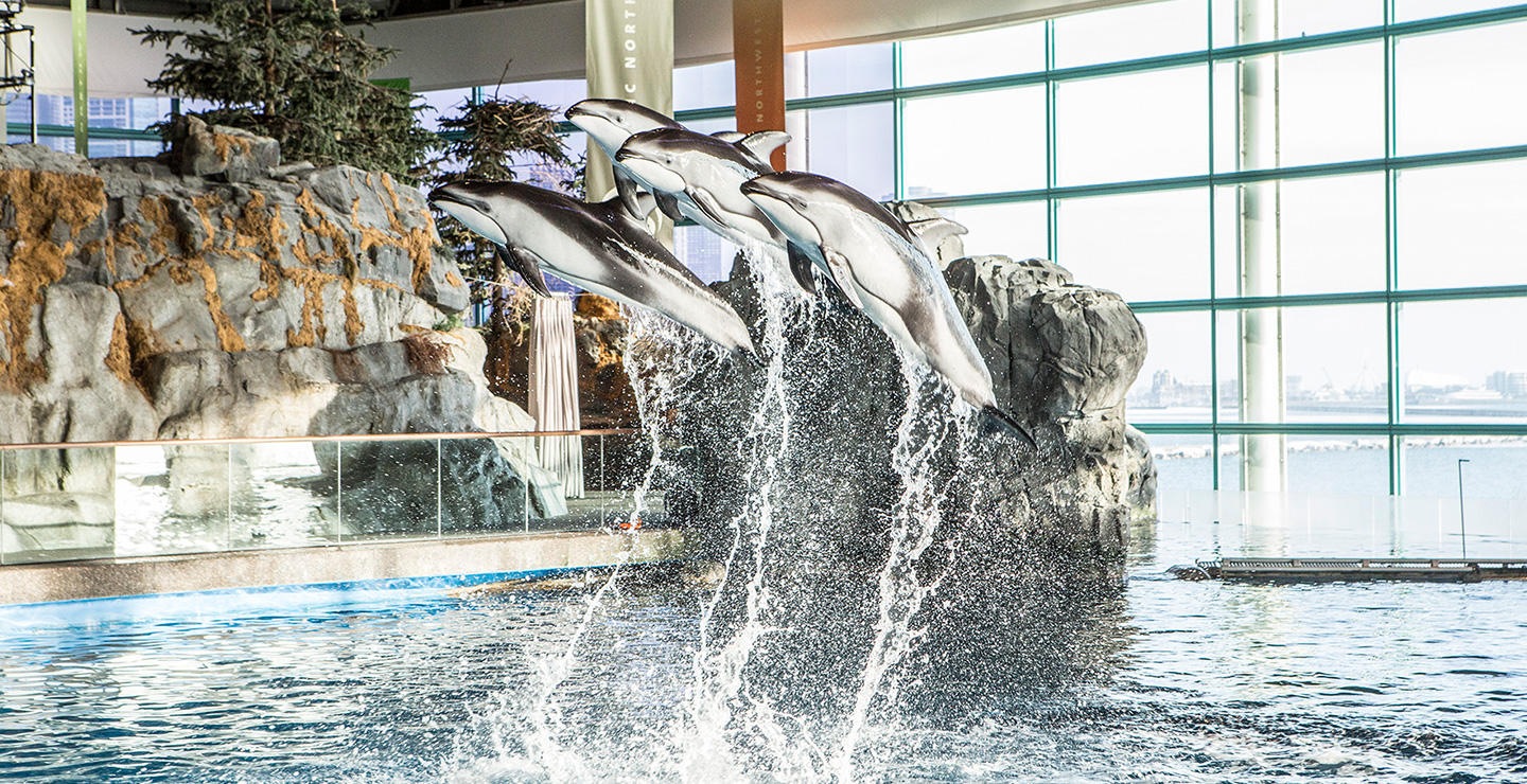 The Oceanarium at Shed Aquarium